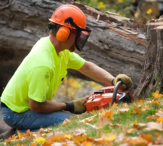 tree services Castleton-on-Hudson